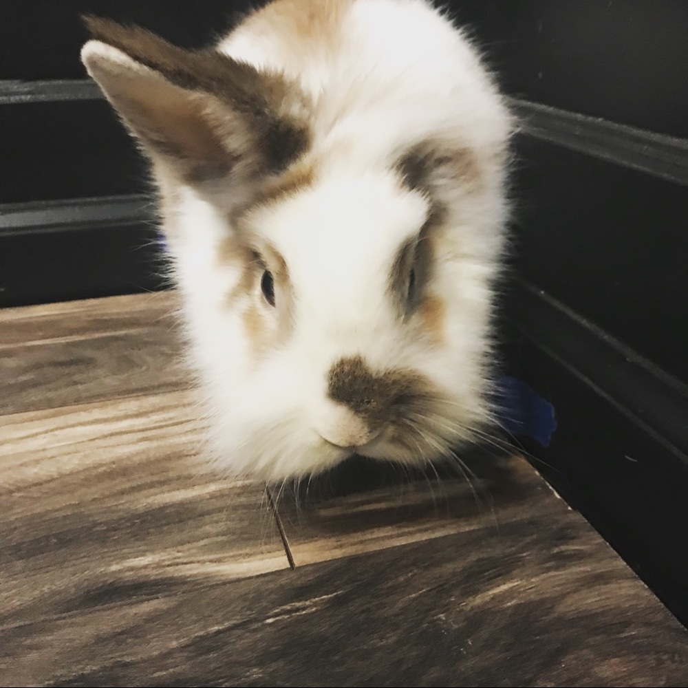 Meet your Posher, Salenna